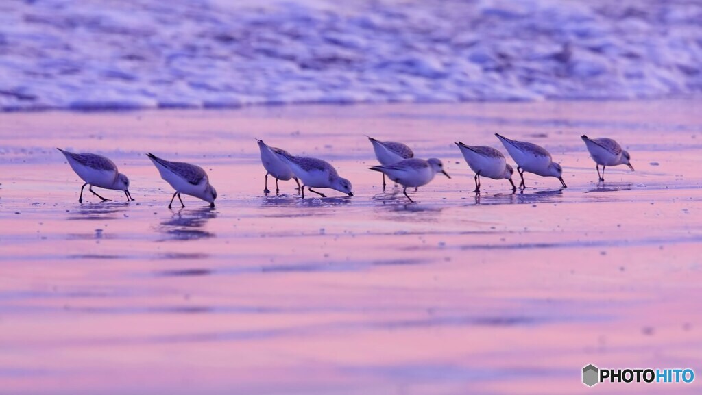 この地球に生きている仲間たち