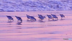 この地球に生きている仲間たち