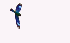 優雅に羽ばたいて