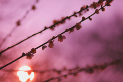 梅の花が咲くころ