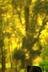 秋の光に佇んで