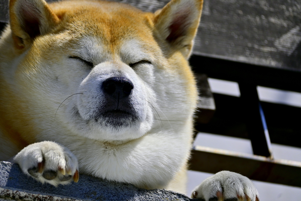 陽ざしが気持ち良くて