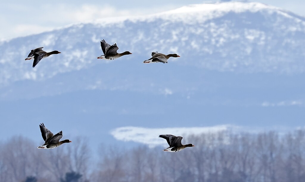 日本の地に来て