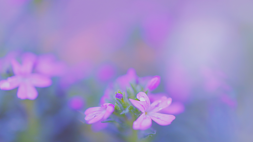 岩唐草の優しさに