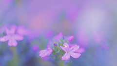 岩唐草の優しさに