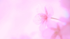 花の優しさに
