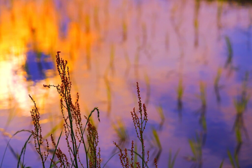 夕焼け空を映して