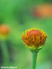羽は落ちても芯はあり