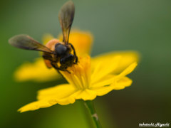 揺れる花