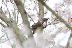 桜の思い