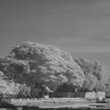 アユタヤ ～ とある寺の木 ～