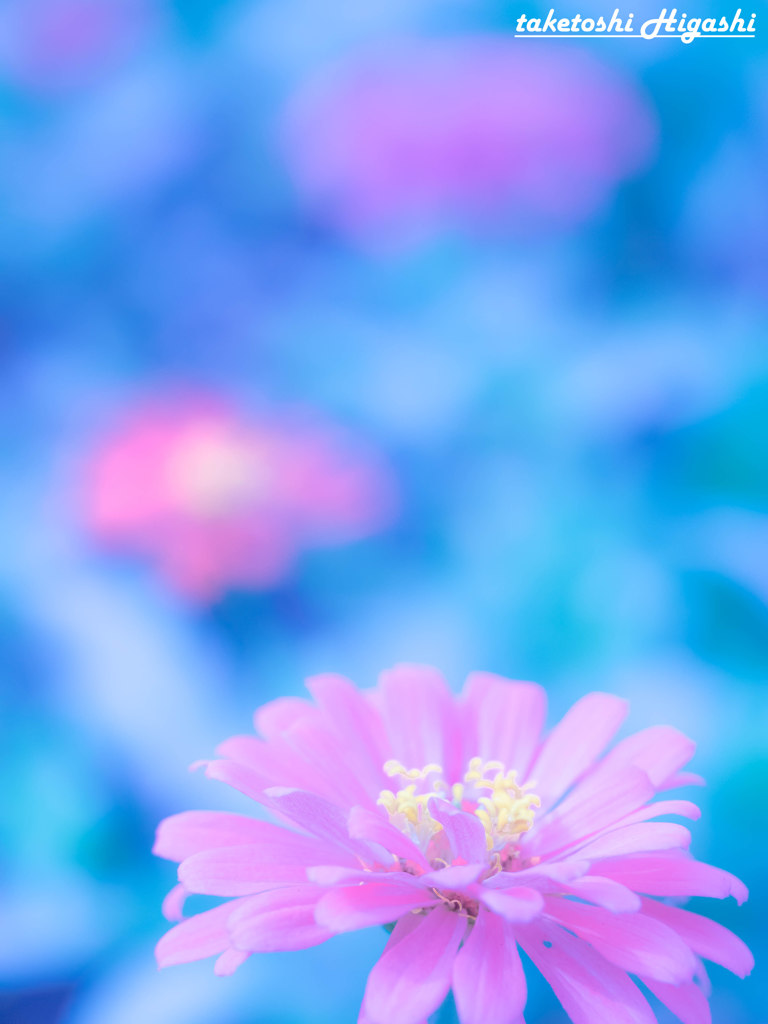 ～青に咲く～