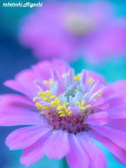 Zinia 百日草 #2