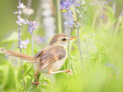 花から花へ