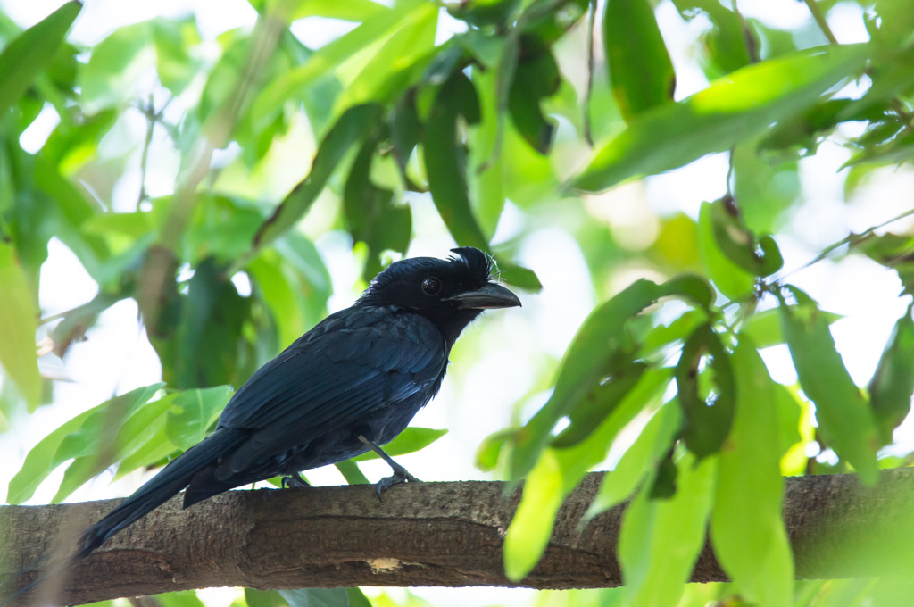 黒鳥にらめっこ