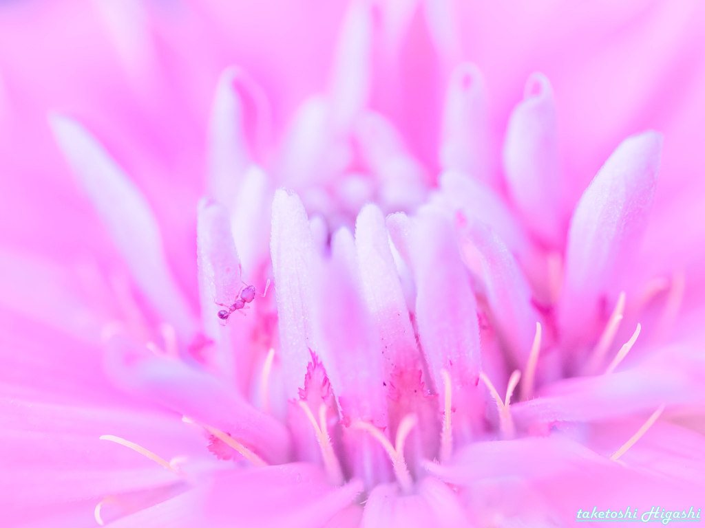 Zinia 百日草 ＃４