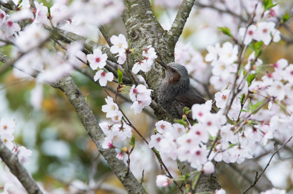 花に聞く