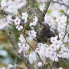 花に聞く