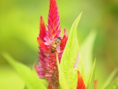 タイの蜜蜂