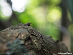 楽しい森の仲間たち　～笑顔～ Smiling Friend of Forest