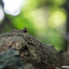 楽しい森の仲間たち　～笑顔～ Smiling Friend of Forest