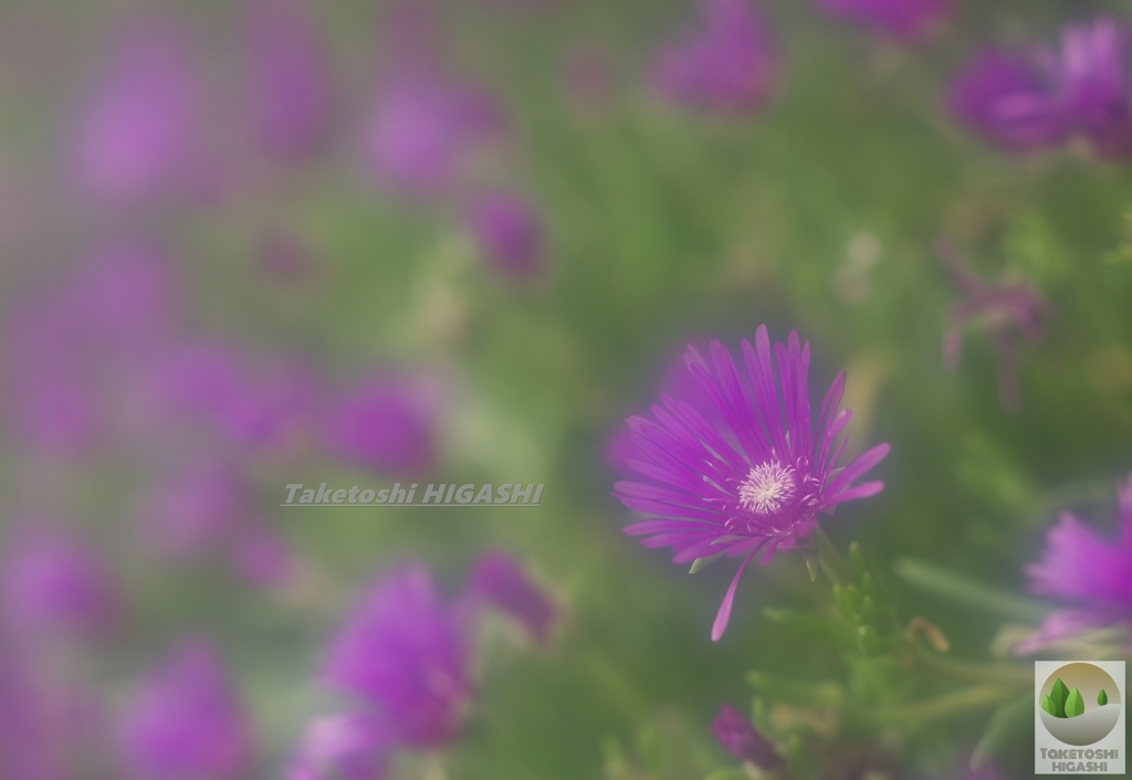 朝霧のつもり