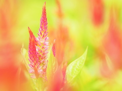 タイの夏花　その２
