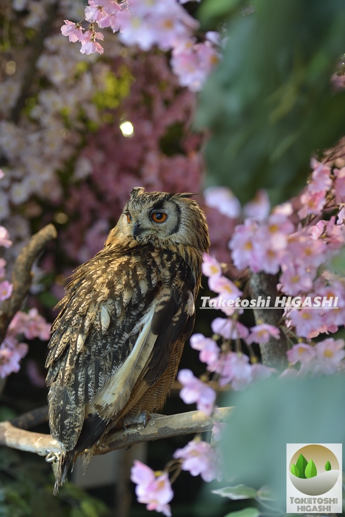 森は花盛り