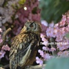 森は花盛り