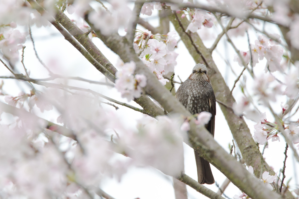 花咲く待ち(町)の人