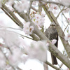 花咲く待ち(町)の人