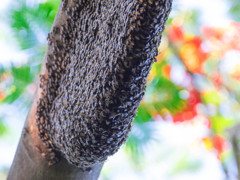 トロピカルなトロピカルな蜂の巣