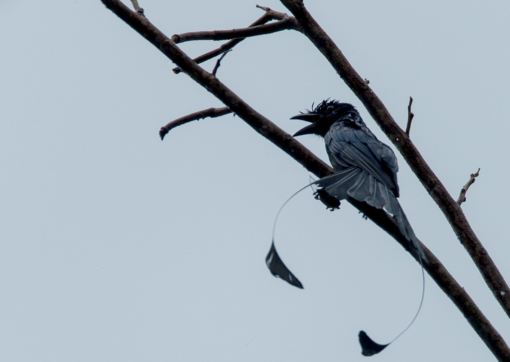 怪鳥雨に鳴く