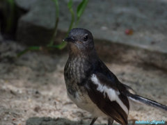 幼鳥現る