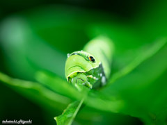 我が家の緑超特急 My Sweet Home Green Express　～ 速