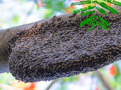 トロピカルな蜂の巣