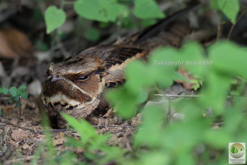 無理矢理 Nightjar (ナイトジャー)なんじゃー！