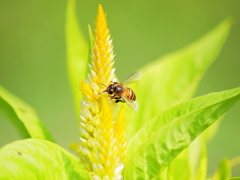 タイの蜜蜂　その２