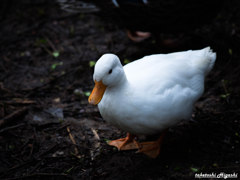 静かな森の朝　～タイ・カオヤイ国立公園付近～