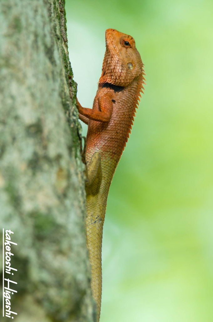 南の怪獣参上！　Small Wild in Thailand !