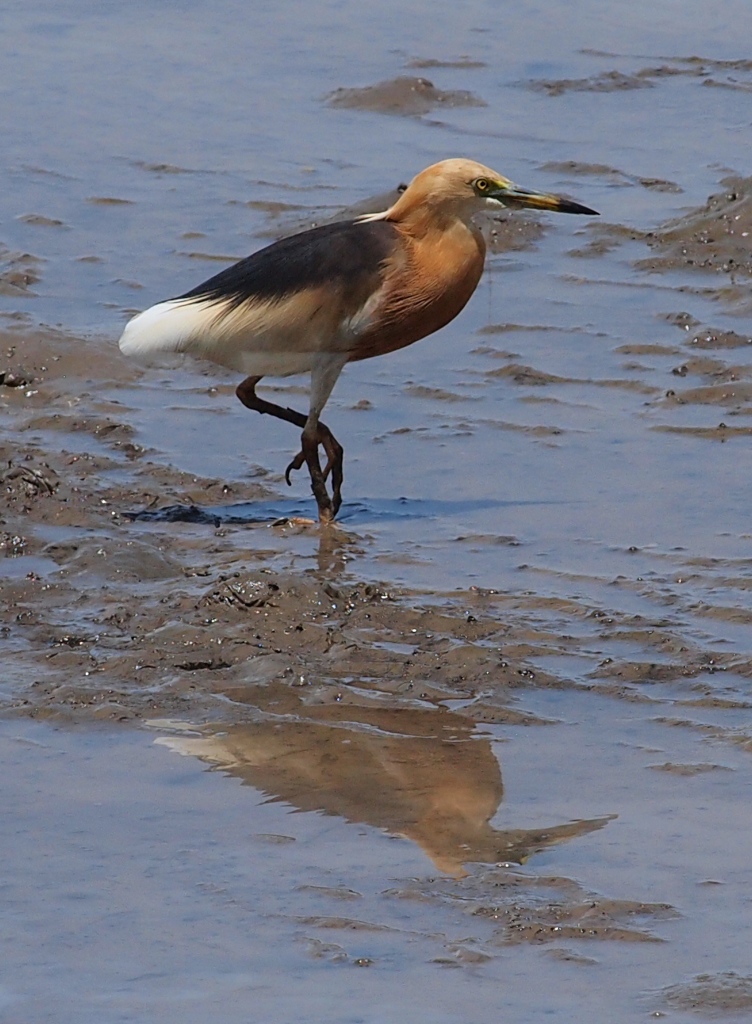 Bangpoo Bird Watching 11 May '2013