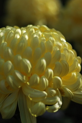 菊花展6