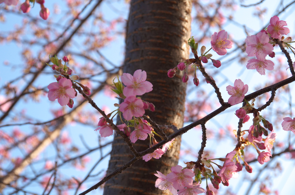 桜一枝