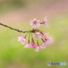 春を呼ぶ5