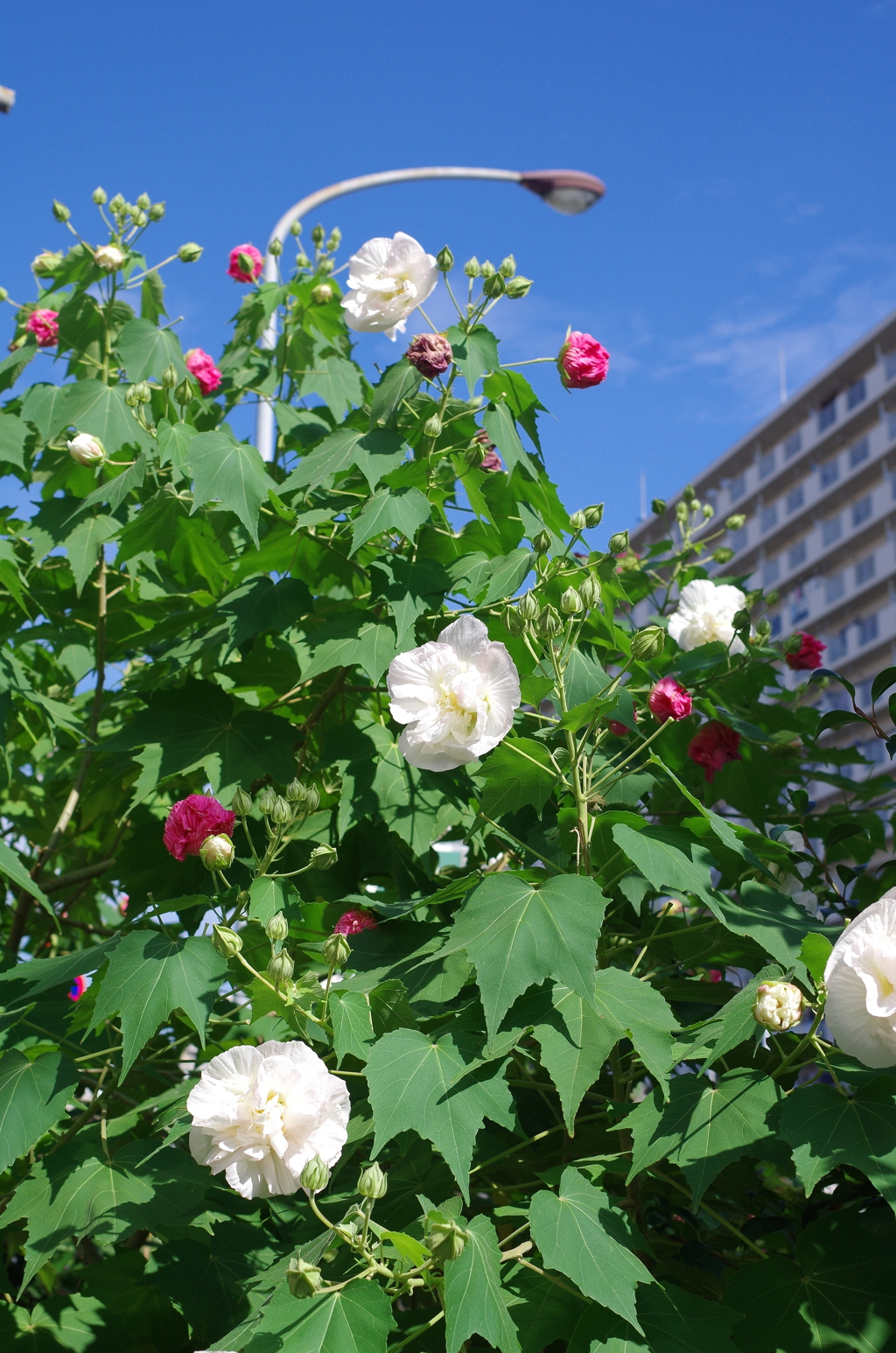 残暑の花