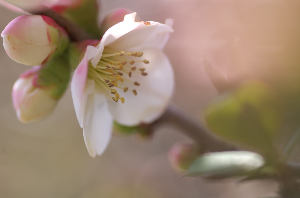 ボケの花１