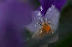 雨上りのビオラ