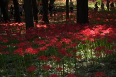 彼岸花　樹林