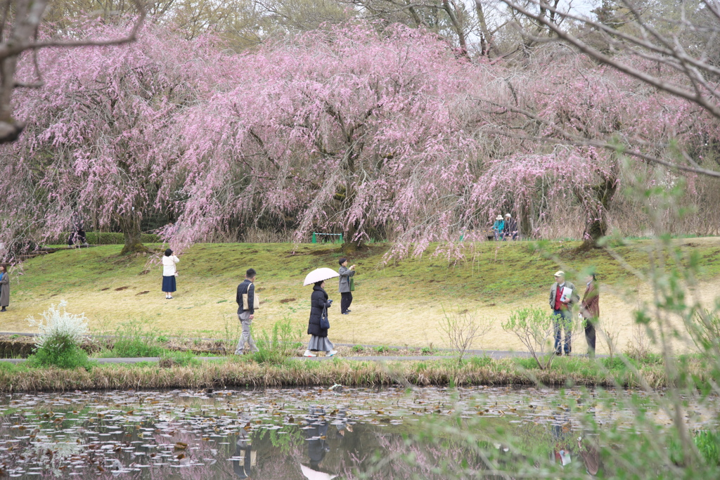 美術館の枝垂れ桜