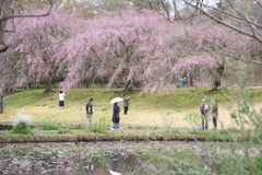 美術館の枝垂れ桜